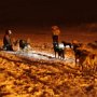 7. Dog Sledging - Tromso